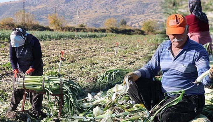 Kozan'da şifalı hasat başladı, kilosu 20 TL! Kış aylarında hastalıklardan koruyor