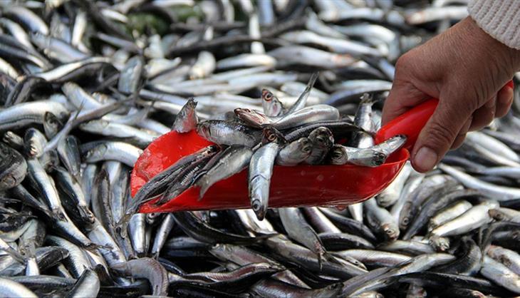 Temizlenmiş balık yıkanır mı? Balık yaparken bu detaya dikkat
