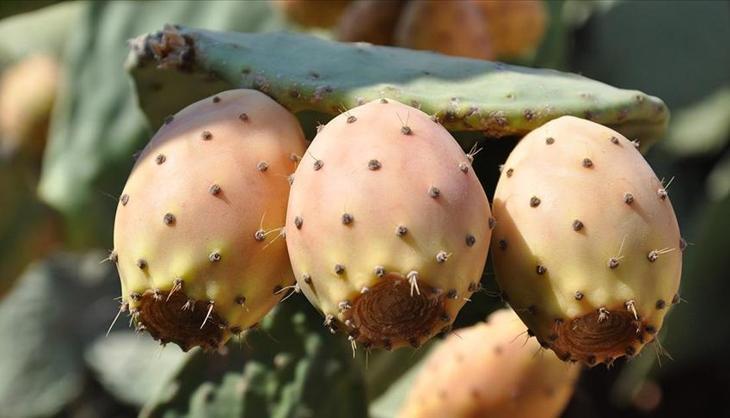 Toplanması çok zor ama 70 derdin şifası! Bu meyvenin ismini bilen çıkmıyor