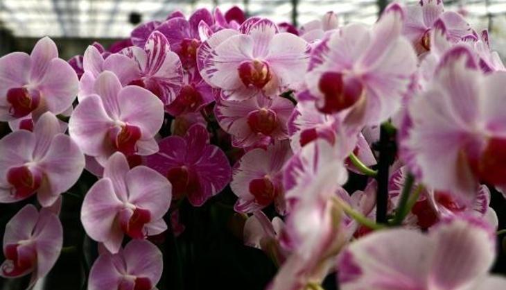 Solmuş orkideleri canlandıran karışım! Suyuna birkaç tane eklemek yetiyor