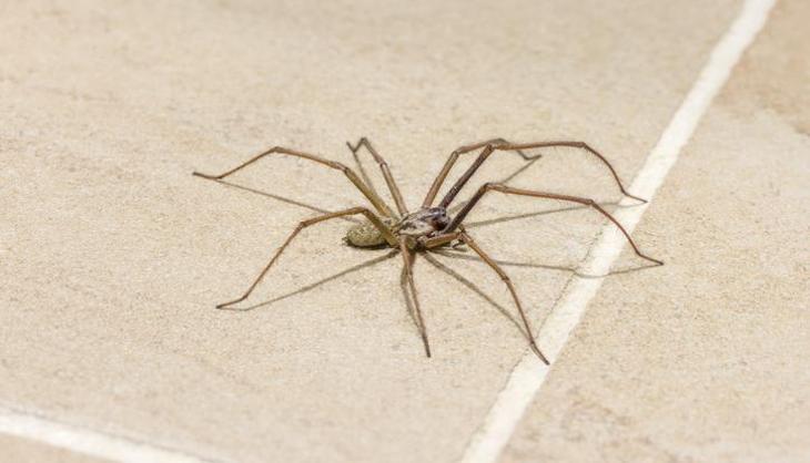 Artık görünce tiksinmeyeceksiniz: Örümcek ağlarının bugüne kadar gizlenen mucizevi etkisi ortaya çıktı