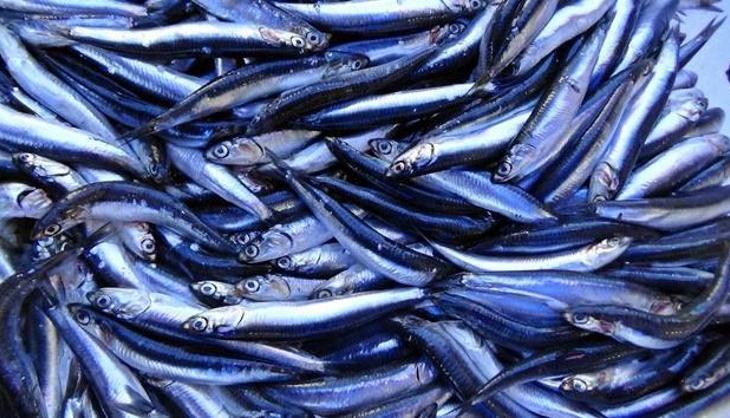 Zonguldak'ta kilosu 100 TL'ye düştü! Satışlar rekor kırıyor, beyni besleyen en sağlıklı besin