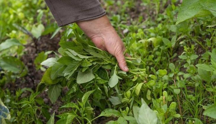 Dağ taş bu mucizeyle dolu: Pazarda kapış kapış gidiyor! Doğanın en güçlü antibiyotiği ayaklarınızın altında