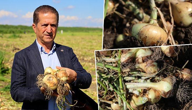 Doğal antibiyotikte turfanda hasat başladı! Kilosuna 15 TL fiyat bekleniyor, kışlığı ise kilosu 3 TL'den satılıyor!