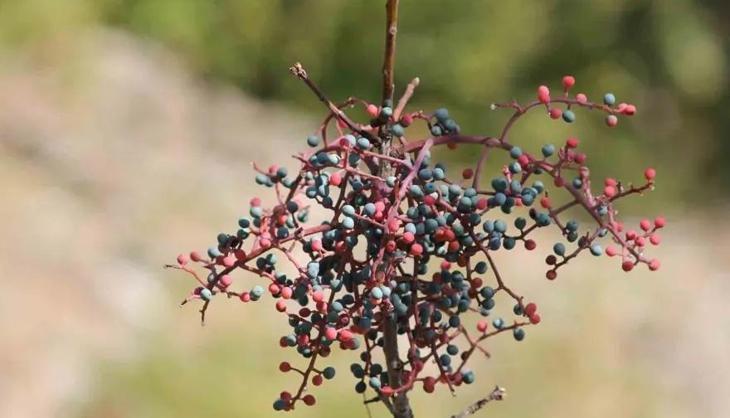 Meğer her derde devaymış! Unutulmaya yüz tutan bu besin geri dönüyor: Görenler "eskiden ne çok yerdik" diyor