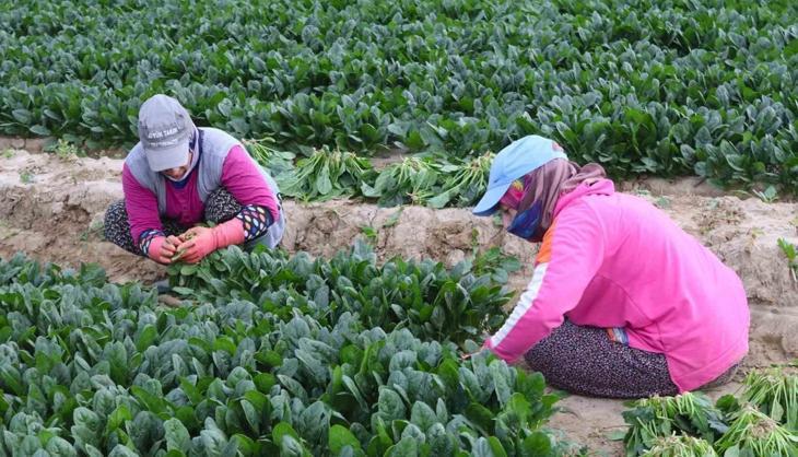 Bahçesi olanın yeni darphanesi: Bir kez ekimle 20 kat kazanç kapısı aralanıyor!