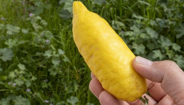 Kilogramı 7.000 TL! Balkondaki saksıda bile yetişiyor, getirisiyle ev ve araba aldırıyor
