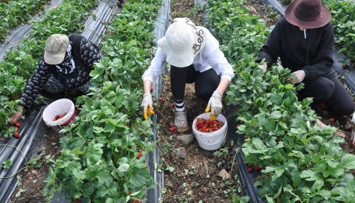 Batman Sason’da hasat başladı: 400 ailenin geçim kaynağı tarladan çıkıyor!