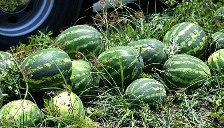 Karpuz seçerken sapına değil yanındaki sarı lekeye bakın! Meğer en tatlısını seçmenin tek yolu oymuş