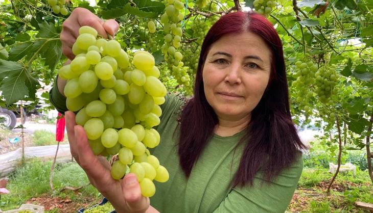 İşçiliği az ama getirisi çok! 'Siyah İnci'nin hasadı başladı: Kilo kilo satılıyor