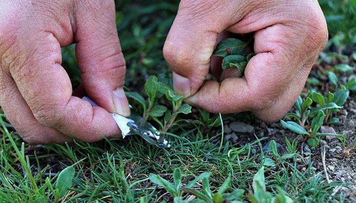 Tek tek jiletle toplanıyor! Tezgahta yerini aldı, kilosu 200 TL'den satılıyor! Bağırsakların en iyi dostu