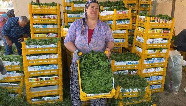 Sultaniye’de tek tek elle toplanıyor altın kadar değerli! Kilosu 80 TL'den alıcı buluyor