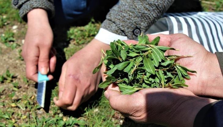 Doğada tamamen bedava! Pazardan alan kilosuna 250 TL ödüyor! Jiletle tek tek toplanıyor