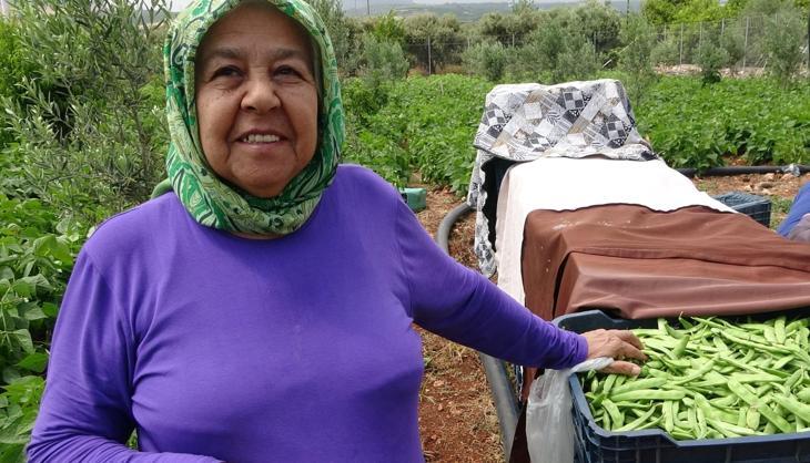 Mersin'de bereketli hasat başladı! Dalında altın değerinde, Türkiye'nin dört bir yanına satılıyor