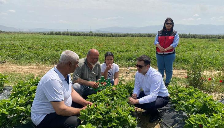 Hatay'da lezzetli hasat başladı! Kilosu 110 TL'ye kadar çıkıyor, tek tek toplanıp kiloyla satılıyor