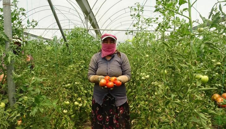 Beklenen hasat başladı! Dalından tek tek koparılıyor, kilosu 60 TL'den satılıyor!