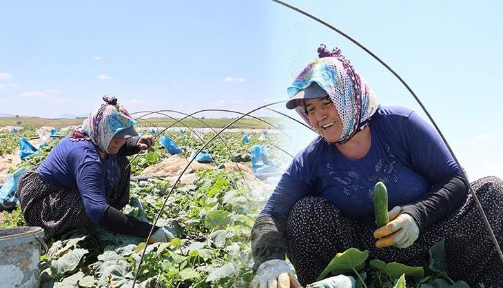 Ata tohumundan yetiştirilen sebzede hasat başladı! Kilosu 10 TL'den satılıyor: 'Eskiden çeyrek altın verilirdi'