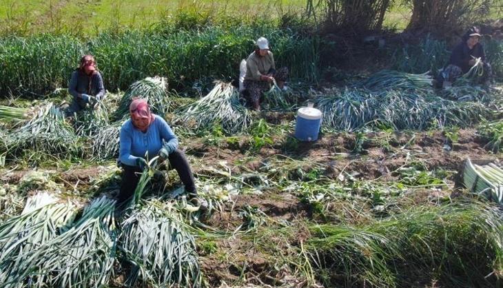 Kilosu 10 liraya kadar düştü: Karadeniz’den yola çıkıp Rusya ve Gürcistan'a kadar gidiyor! Fiyatı duyan kuyruğa giriyor