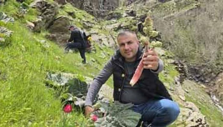 Tarlası yok, bakımı yok, dağlardan bedavaya toplanıyor! Görenler muz zannediyor ama kilosu tam 750 TL...