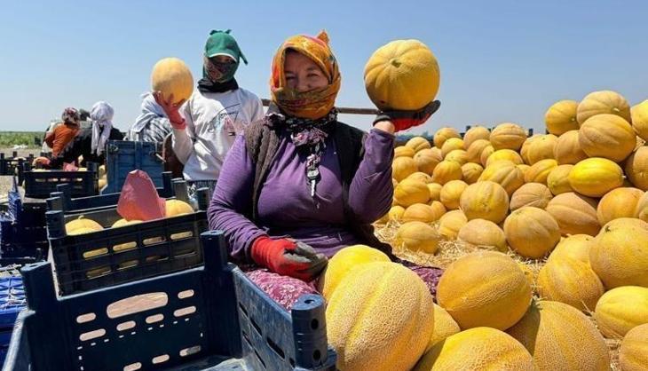 Kasa kasa hasat başladı! Türkiye'nin dört bir yanına gönderilen o lezzet tarlada 24 lira!