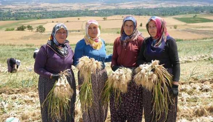 Fiyatı bir anda 120 lirayı aştı! Herkes o serveti toplamak için tarlaya akın ediyor
