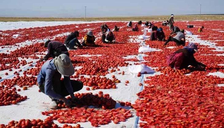 Tarlalardan serildi, İtalya Ve Amerika kaptı! 13 kilosundan sadece 1 kilo çıkıyor...