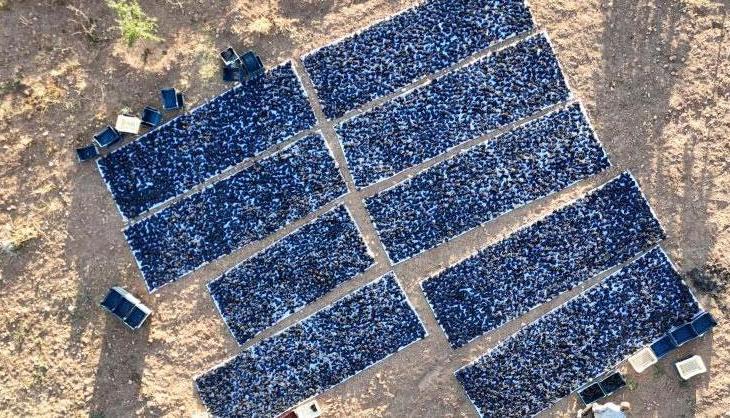 Geçen yıldan randevu alan bile var! Kilosu 600 liradan satılıyor, taleplere yetişemiyorlar