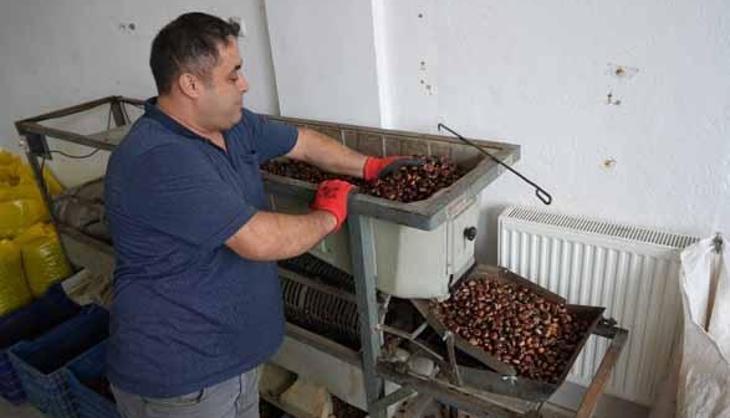 Karadeniz ormanlarında dev bereket başladı! Köylünün cebine tek sezonda 20 milyon lira girecek