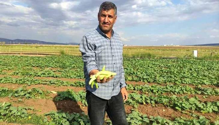 Sarımsağın ardından ektiler kışlık hazırlayanlar akın etti! Tarlada kilogramı 30 liradan satılıyor..