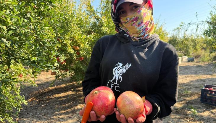 Yağış riski hasadı erkene çekti: Tarlada kilo fiyatı 15 TL'den başlıyor, Rusya ve Avrupa'ya kilo kilo gönderiliyor!