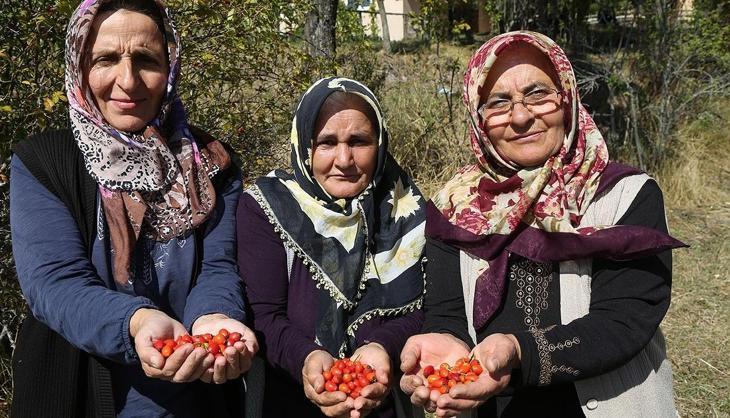 Anadolu'da kova kova toplanmaya başladı! C vitamininde portakalı solluyor, kış hastalıklarına geçit vermiyor
