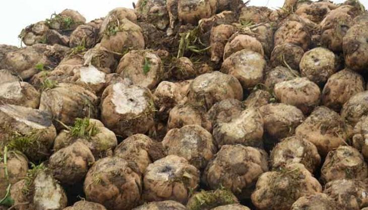 Tarladan fabrikaya para yağacak! Tam 300 bin ton toplandı: 10 kez suladılar, şimdi bayram ediyorlar