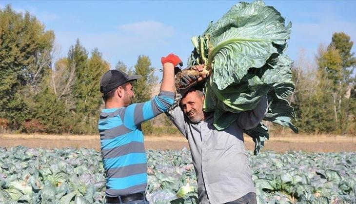 Tarlada kapış kapış satılıyor! Bölge ekonomisine tam 165 milyon liralık dev katkı...