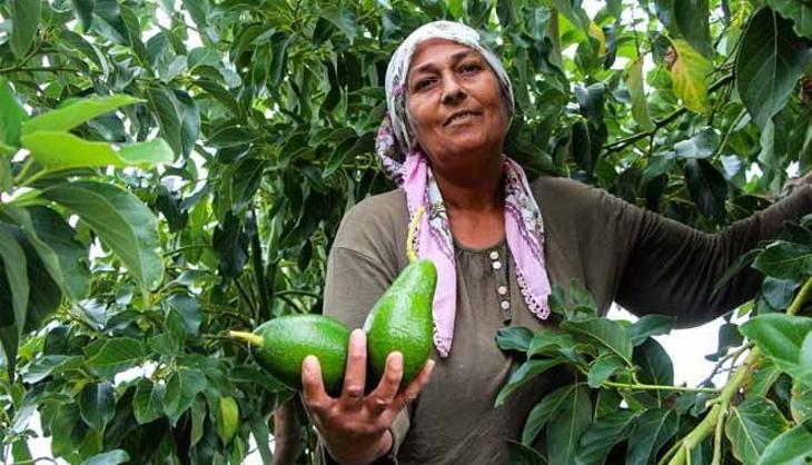 Bir ağaçtan tam 80 kilo topluyor: Tarlada fiyatlar çakıldı! Kilosu 180 liradan satılıyordu...