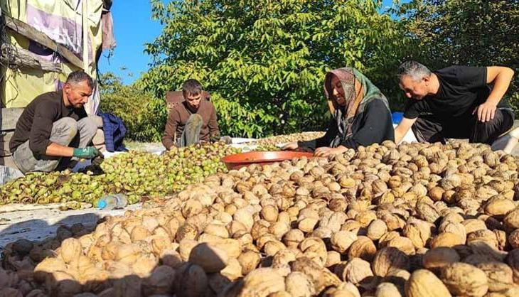 Tarlada 100 lira market raflarında 500 TL! Yozgat'ta rekor verim var ama çiftçi dertli...