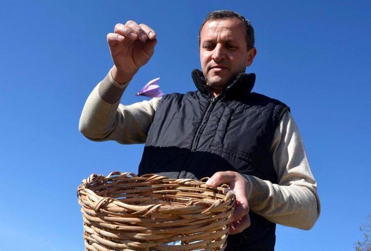 Safranın kilosu 45 bin lira