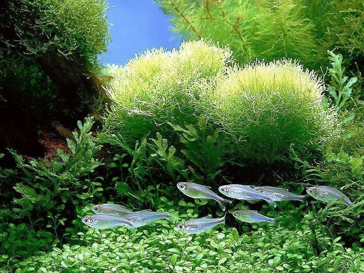 Spirulina nedir Faydaları nelerdir