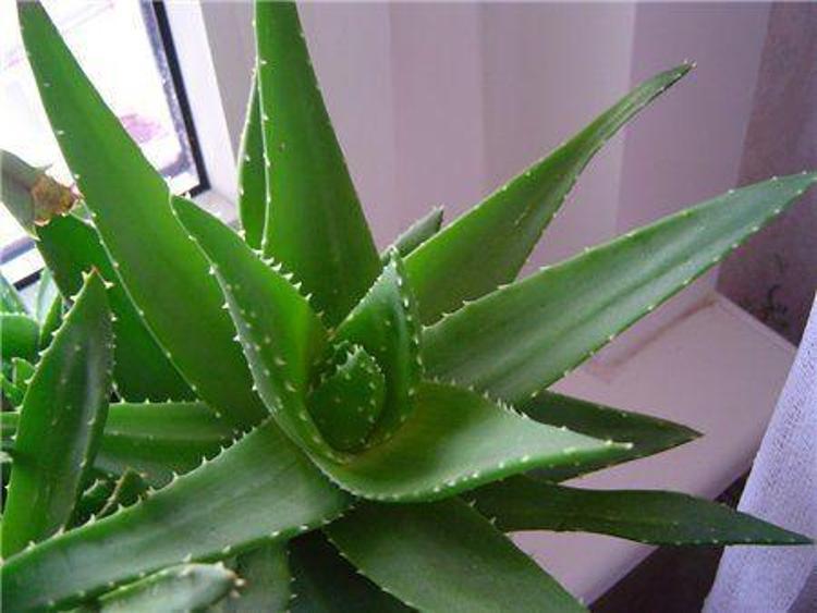 ALOE VERA
