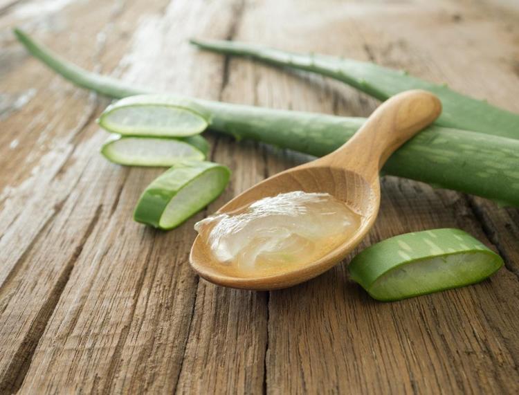 aloe vera preisvergleich Aloe vera (Echte Aloe) kaufen main image 0