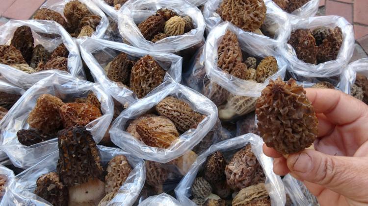 Yağmur yağınca ortaya çıktı Kilosu 100 TLden satılıyor