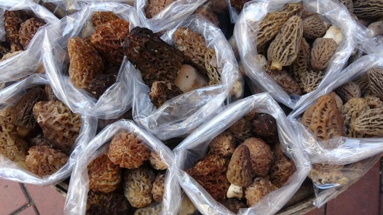 Yağmur yağınca ortaya çıktı Kilosu 100 TLden satılıyor