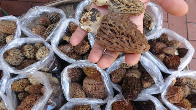 Yağmur yağınca ortaya çıktı Kilosu 100 TLden satılıyor