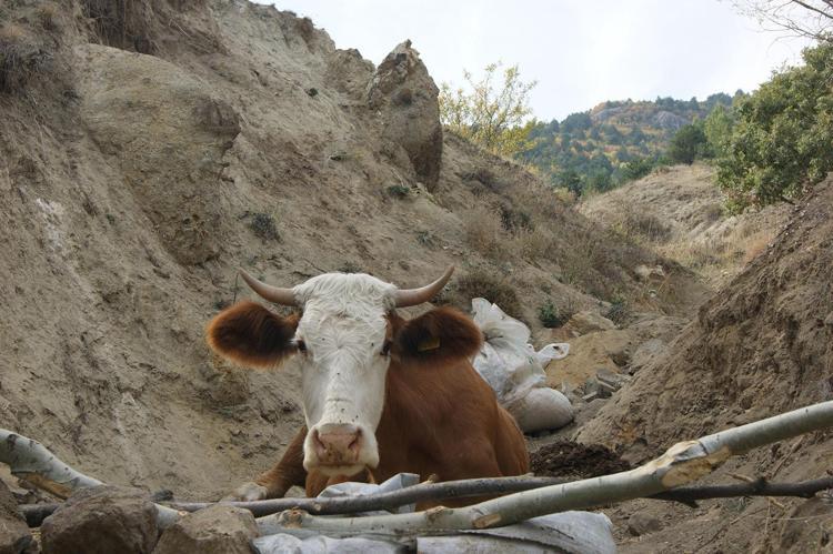 Bulunduğu yerden çıkartılarak sahibine teslim edildi