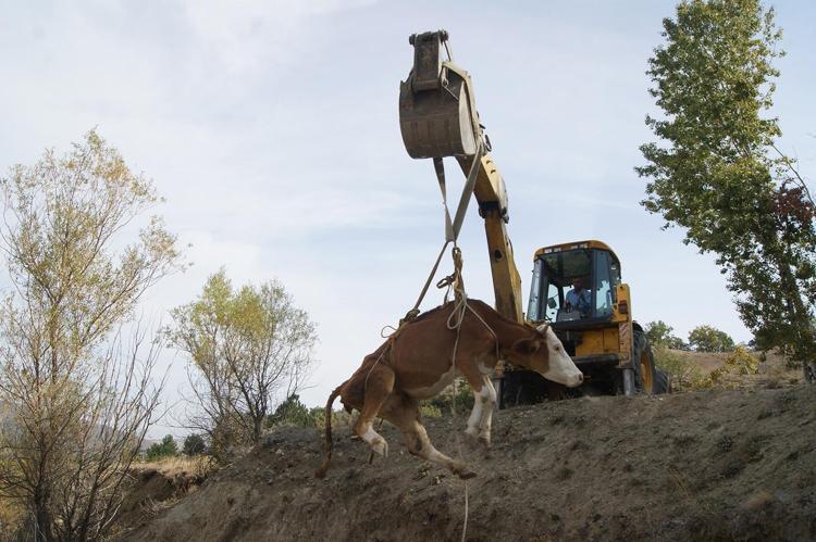 Düşen ineği kurtarmak için 5 kilometre yol açtılar