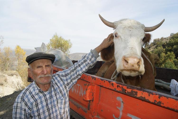 Düşen ineği kurtarmak için 5 kilometre yol açtılar