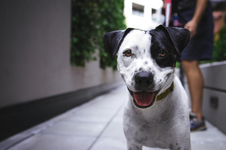 Stresli köpeği sakinleştirmenin 8 yolu (Köpeklerde stres)