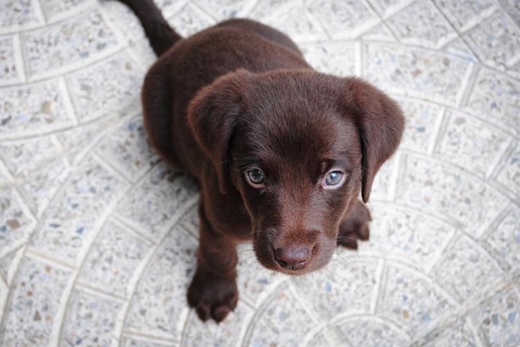Köpeklerde strese yol açan 5 faktör