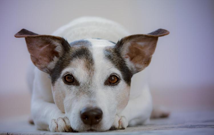 Köpeklerde stres belirtileri