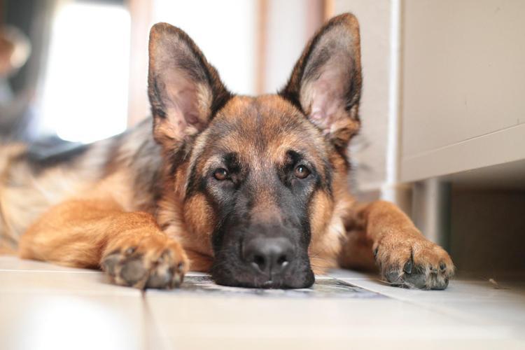Stresli köpeği sakinleştirmenin 8 yolu (Köpeklerde stres)