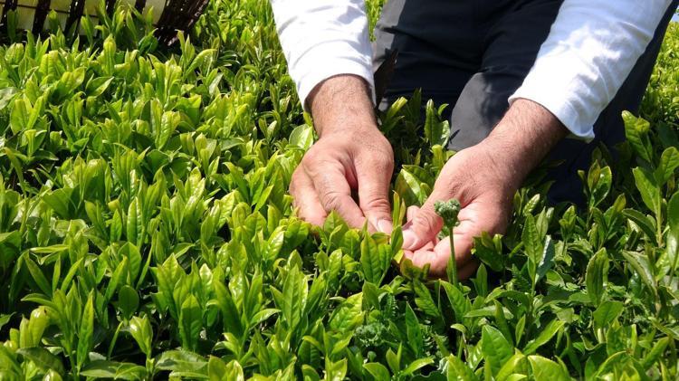 Beyaz çayın vücuda faydaları